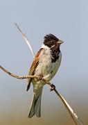 Rohrammer - Common Reed Bunting  (Emberiza schoeniclus)